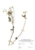 藏品(臺灣澤蘭)的圖片